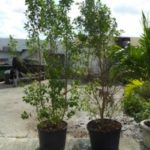 Live Plants And Greens - Image 2