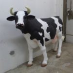 Dairy Cow - Image 2