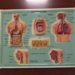 Vintage Medical Chart Set