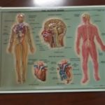 Vintage Medical Chart Set - Image 2