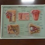 Vintage Medical Chart Set - Image 3