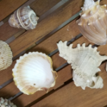 Star Fish and Seashells - Image 4