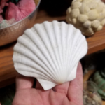 Star Fish and Seashells - Image 2