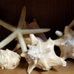 Star Fish and Seashells