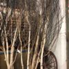 Aspen Trees