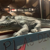 3D Oversized Alligator 1