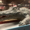 3D Oversized Alligator 1 - Image 2