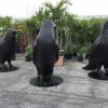 Custom Oversized Black Birds - Image 3