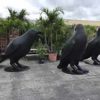 Custom Oversized Black Birds - Image 4
