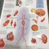 Assorted Medical Body Parts Posters - Image 5