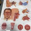 Assorted Medical Body Parts Posters - Image 2