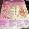 Assorted Medical Body Parts Posters - Image 4