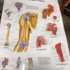 Assorted Medical Body Parts Posters