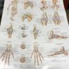 Assorted Medical Body Parts Posters - Image 3