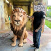 Lion Safari - Image 4