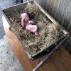 Christmas Nativity Wood Cradle - Image 3
