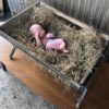 Christmas Nativity Wood Cradle - Image 5