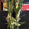 Life Size Corn Stock - Image 2
