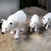 Polar Bears