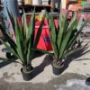Large Faux Agave Plant - Image 2